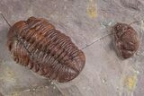 Prone Red Morocops Trilobite - Hmar Laghdad, Morocco #329732-1